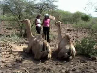 A Tale of Two Camels