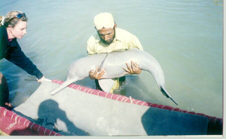 Indus Dolpin