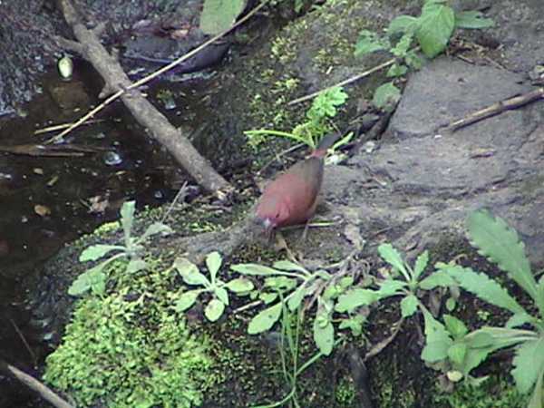 the little bird