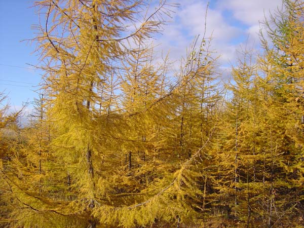 Golden Pine