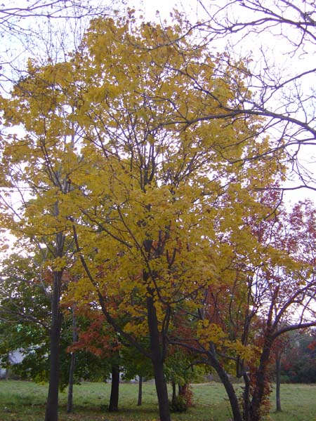 Shades of Yellow