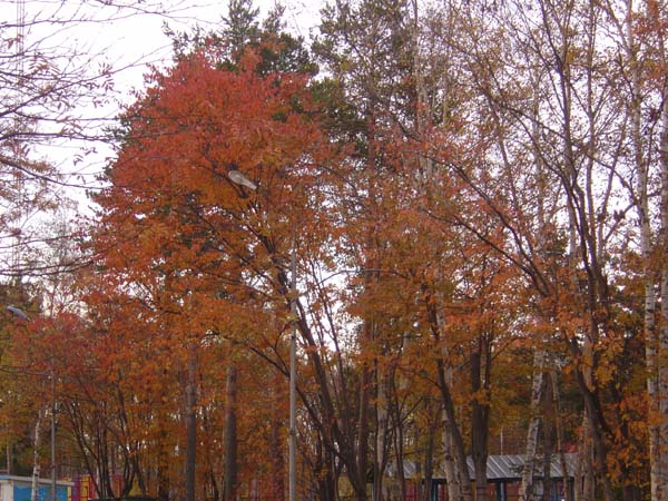 Some More Orange