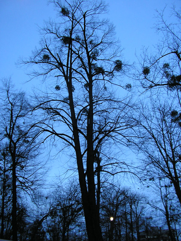 dark trees against a blue sky