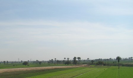 Vegetation in 'Arab-Abu-Sa'ed