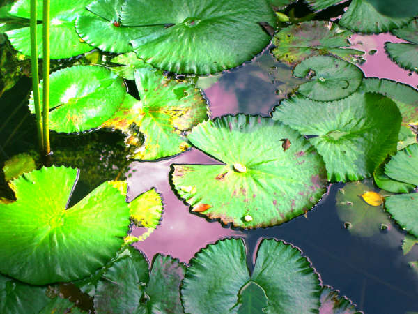 Reflection and Penetration