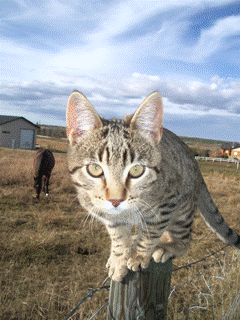 BarnKitty