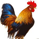 Africa Rooster Cock(Goloba)