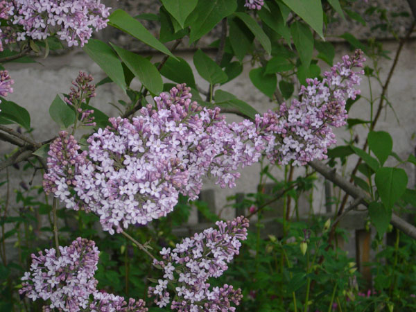 June Flowers