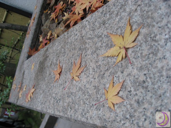 Road of Maple