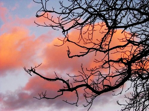 Spring Clouds Through Branches - Kremnica, Slovakia, February 2002