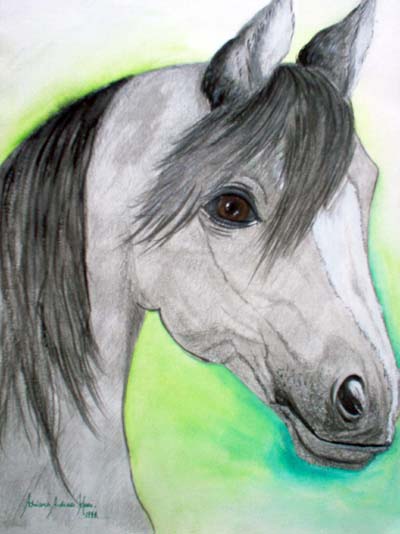 Arabian Horse