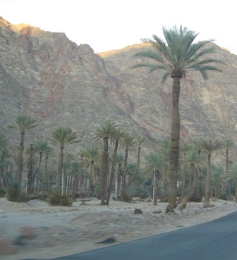 Oasis of Firan