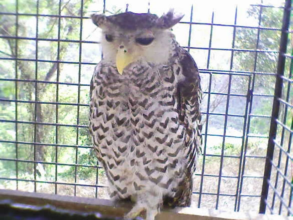 Beautiful Owl of Bandarban