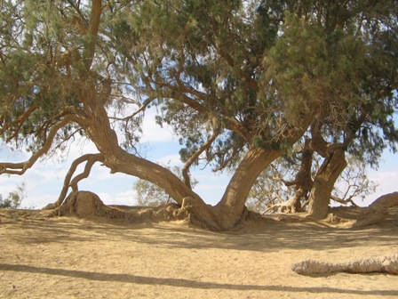 The Tree of Moses
