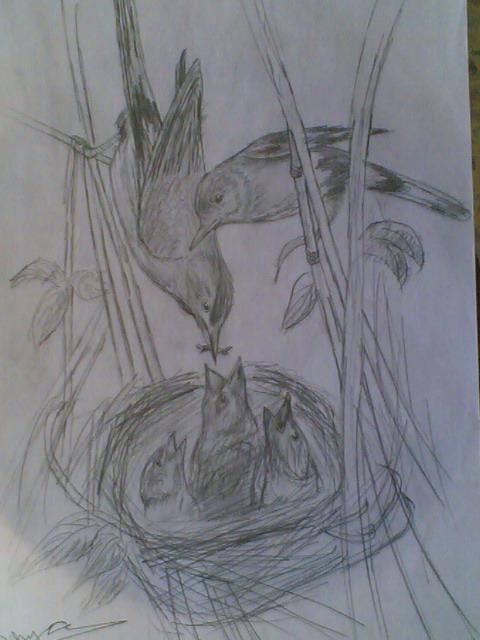Birds 1