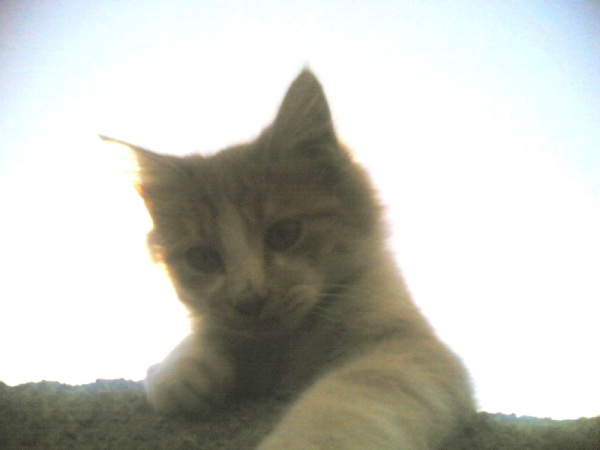 my cat