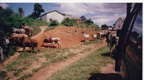 Zebu Crossing