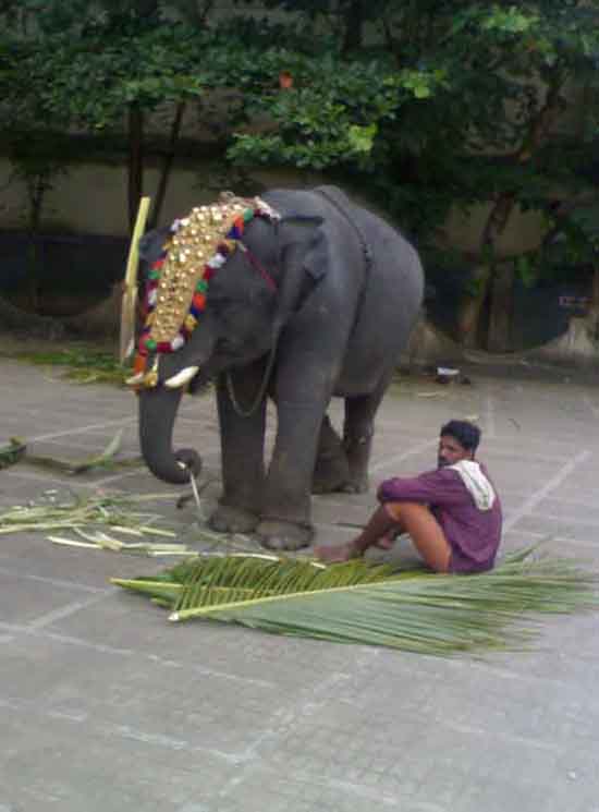 elephant and pappan (persion who drives an elephant)