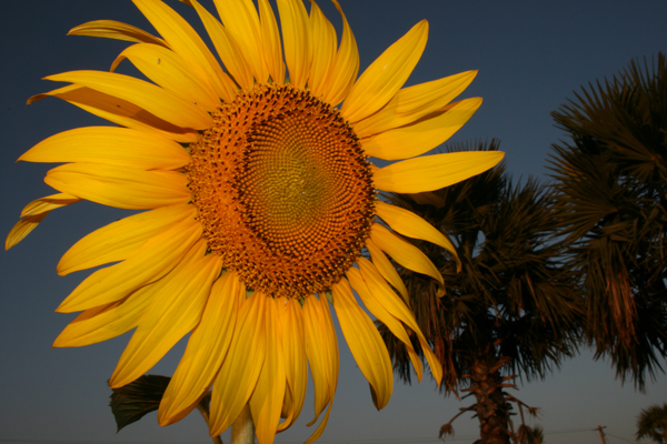 Sunflower