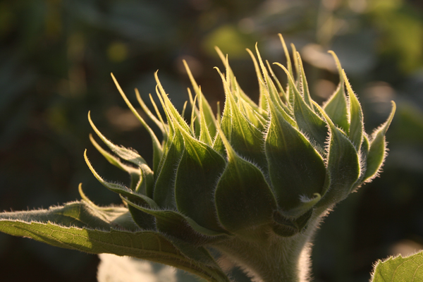 Birth of a Sunflower