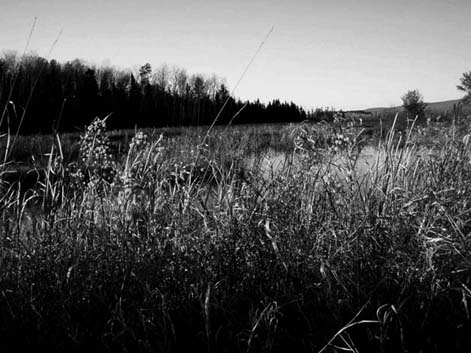 Nature-4 Mile