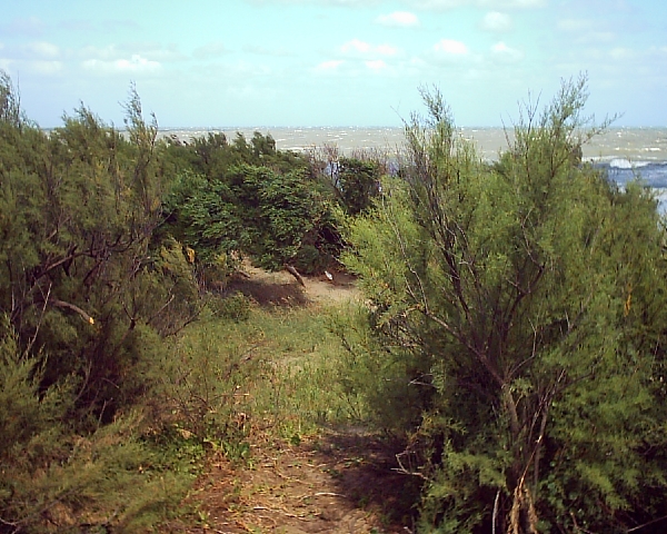 Bosque de Gesell