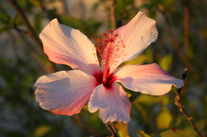 debbieh flower1