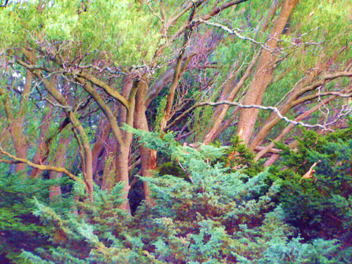 Trees In Colourful 3D, Contrast and Harmony