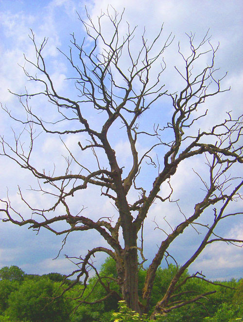 Leafless Tree