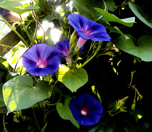 Flowers In My Garden