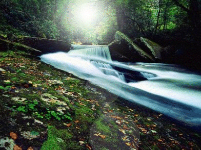 White light through the Forest