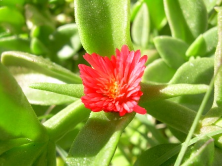 Red Flower