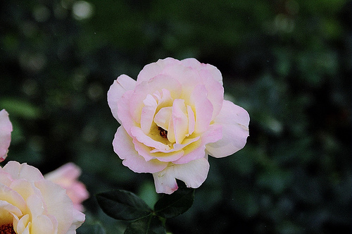 Peace Rose