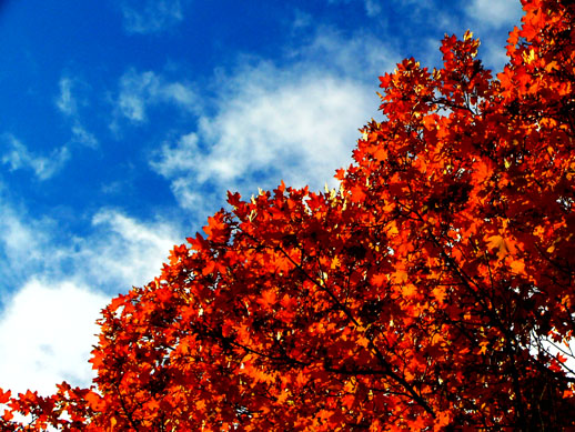 Scarlet Maple Leaves - Under a Satin Blue Sky