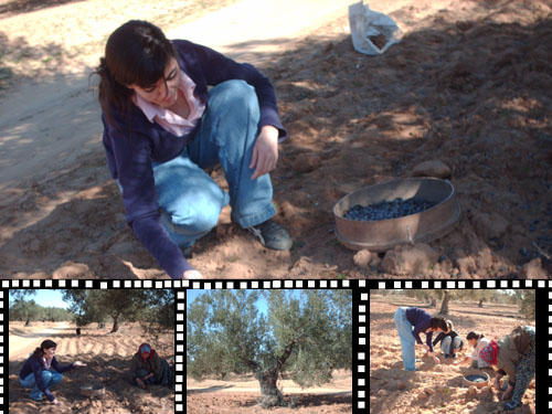 The Olive work