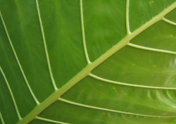 Une feuille