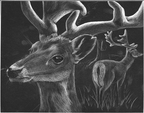 Deer
