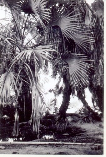 Oasis