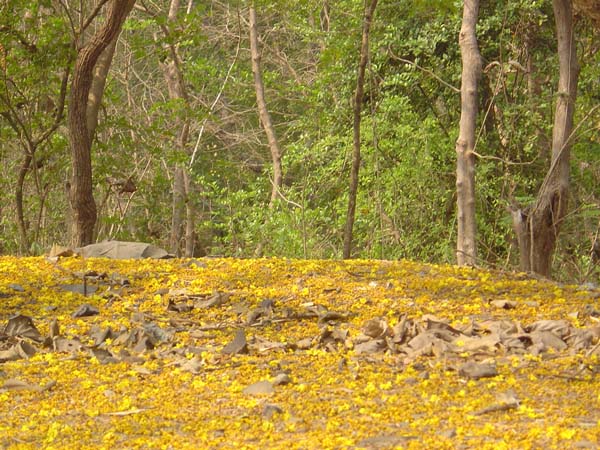 Labernums on the Forest Path