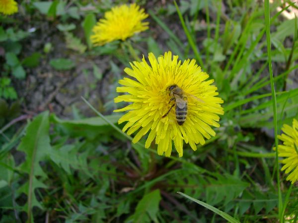 Wildbee on a wildflower