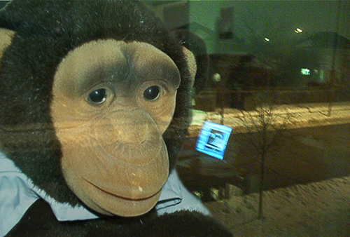 Monkey in the window