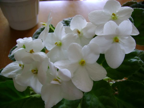 A kind of an indoor violet