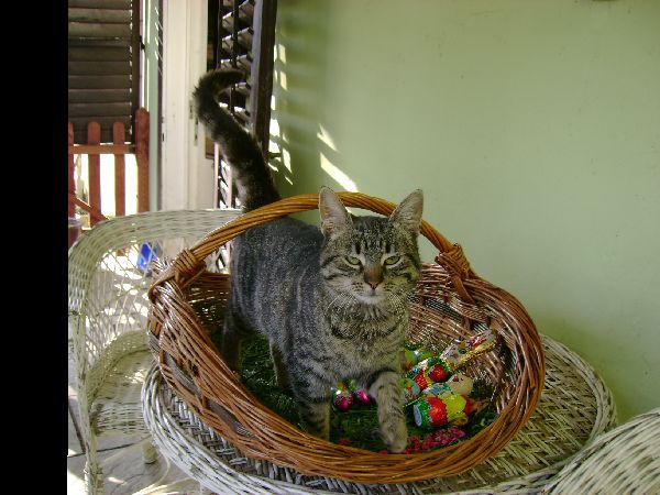 An Easter Cat