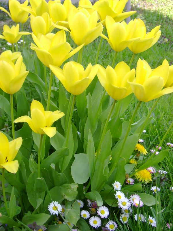 Yellow tulips and daisies