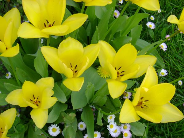 Yellow Tulips 2.