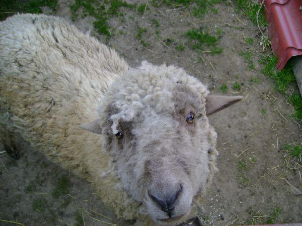 Vendel the sheep
