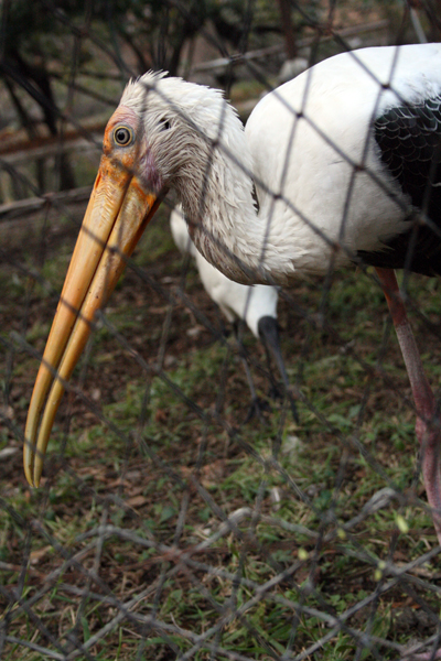 Painted Stork