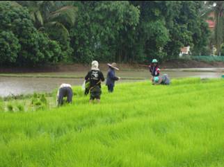 Green Sustainability