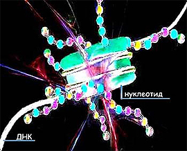 STRUCTURE DNA GENE