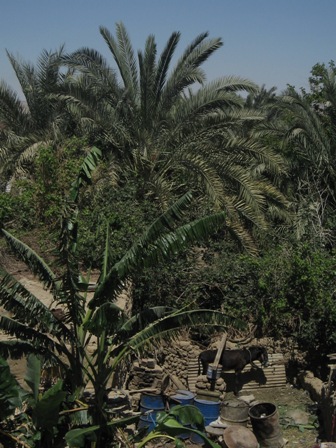 Bahariya Oases 1